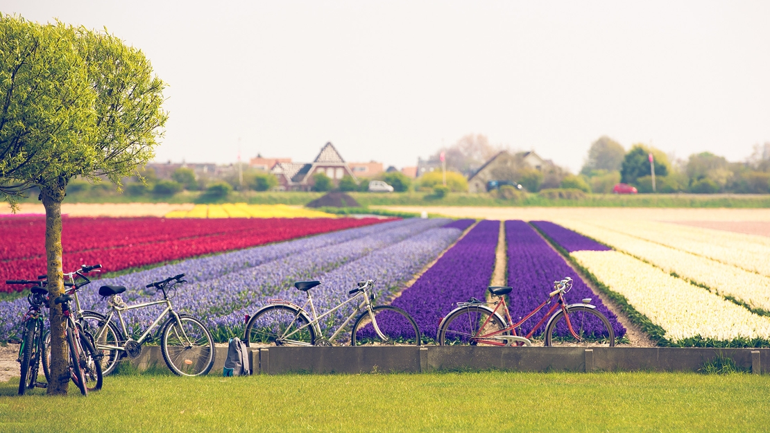 Toyota-lifestyle-fietsen-in-de-bollenstreek